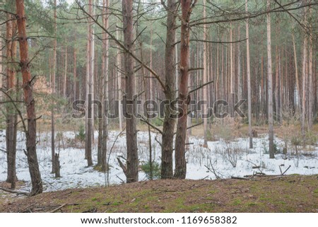 Similar – Image, Stock Photo spring last snow Spring