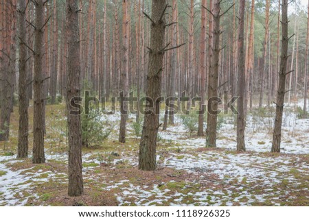 Image, Stock Photo spring last snow Spring