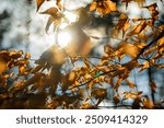 Early spring leaves with marvelous sunny backlight illumination. Sunny day. Shallow depth of field (low depth of field).