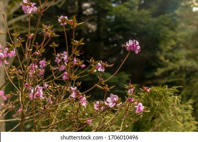 early spring in the Park