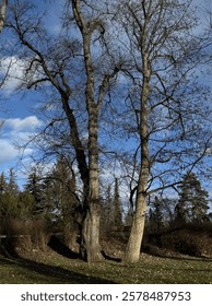 Early spring park, old tree, blue sky, bare branches