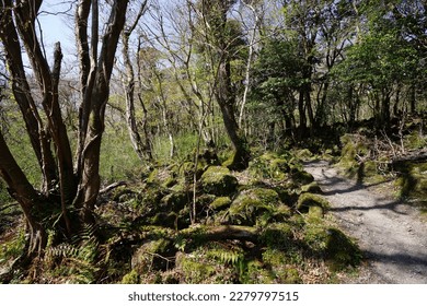 early spring path through mossy rocks and old trees