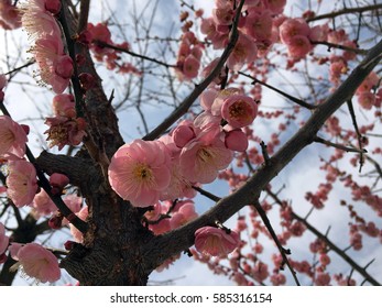 Early Spring Plum Blossoms In College Park, Maryland, USA.