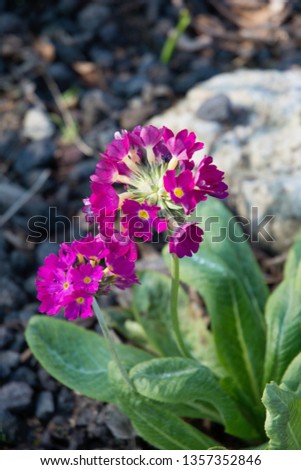 Early spring primula