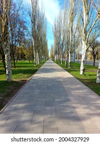 Early Spring Road. Sunny Day, Everything Is Green Around