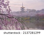 Early Spring Scenery of Cherry Blossom Garden in East Lake Scenic Area, Wuhan City, Hubei Province