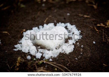 Early spring. Sprouted plant sprouts are covered with snow