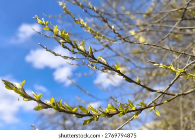Early spring tree awakening with delicate lime-green buds and tiny flowers emerging on slender bare branches, symbolizing renewal and seasonal transformation in nature