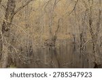 Early spring trees reflected in calm wetland water, creating a serene natural landscape.”