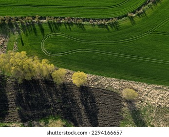 early sprouting trees and blooming cherries controls agricultural activity and grain quality. ruts from a tractor and counting the condition of game in the forest using a drone flying above the ground