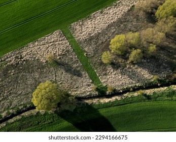 early sprouting trees and blooming cherries controls agricultural activity and grain quality. ruts from a tractor and counting the condition of game in the forest using a drone flying above the ground