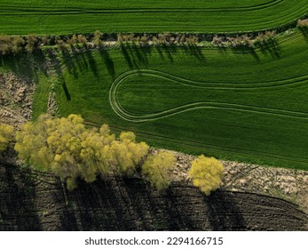 early sprouting trees and blooming cherries controls agricultural activity and grain quality. ruts from a tractor and counting the condition of game in the forest using a drone flying above the ground