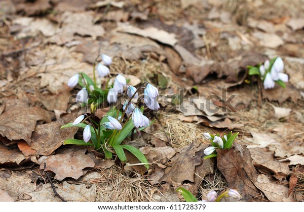 Early Squill Mishchenko Squill White Squill Stock Photo Edit Now 611728379