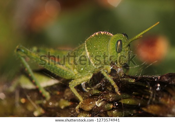 Early Stage, very young, Nymph\
Locust on a cactus flower. Acanthacris ruficornis. South\
Africa