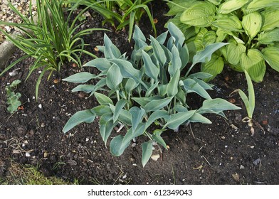 Early Summer Border With Hosta Halcyon