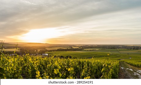 Early Summer In Champagne, France