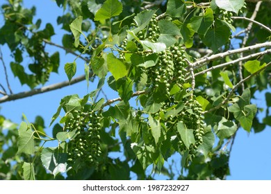 Early summer eastern cottonwood tree or leaves and seed capsules against blue sky