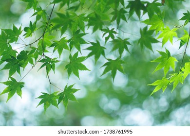 初夏 Images Stock Photos Vectors Shutterstock