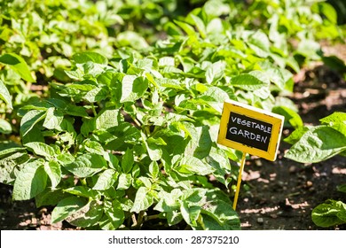 Early Summer In Urban Vegetable Garden.