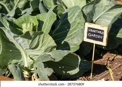 Early Summer In Urban Vegetable Garden.