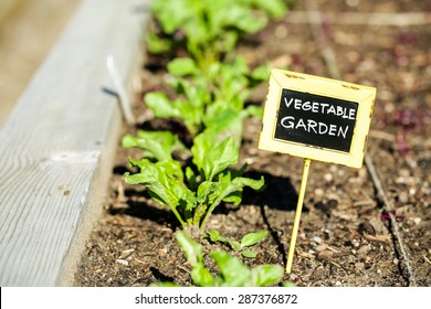 Early Summer In Urban Vegetable Garden.