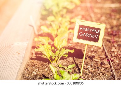 Early Summer In Urban Vegetable Garden.