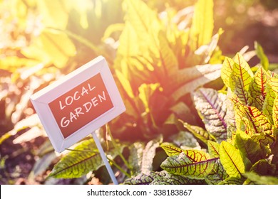 Early Summer In Urban Vegetable Garden.