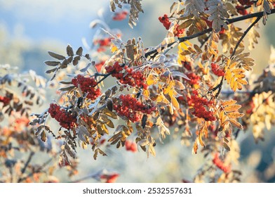 Early sunny morning, first autumn frosts on rowan, close-up. Peace, tranquility, eternity, balance. Art photography, beautiful background, interior design - Powered by Shutterstock