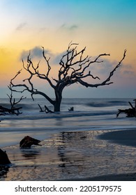 early sunrise over Driftwood Beach in Jekyll Island, GA