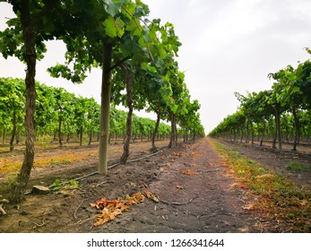 Early Sweet Grapes Farming In Emerald , Queensland , Australia.