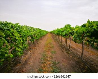 Early Sweet Grapes Farming In Emerald , Queensland , Australia.