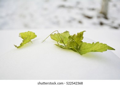 early winter