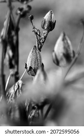 Early Winter Morning And Landscape Image