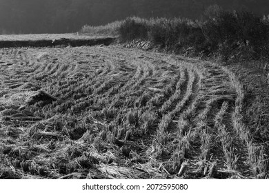 Early Winter Morning And Landscape Image