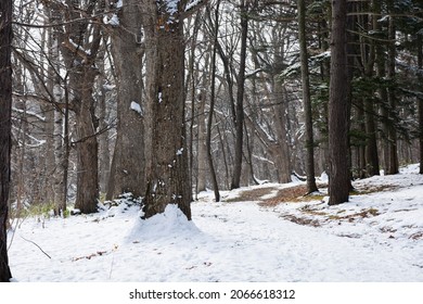 Early Winter Park With Snow
