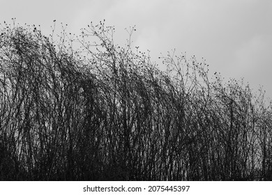 Early Winter Rural Morning Image