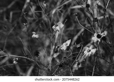 Early Winter Rural Morning Image