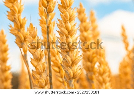 The ears of barley meadows are yellow, the barley is ready for harvesting. Grains for baking bread. Agriculture.