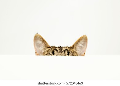 the ears of a cat, over white background
