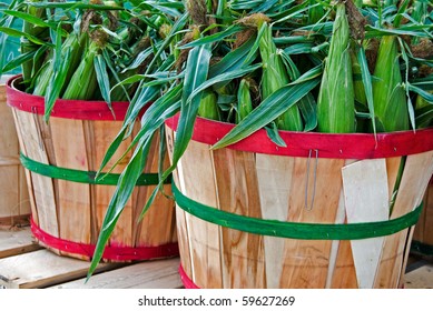 Ears Of Corn In Bushel Basket