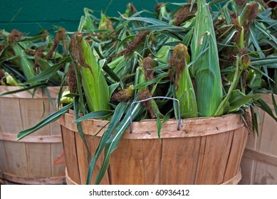 Ears Of Corn In Bushel Basket