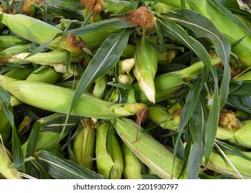 Ears Of Corn At A Farm Stand Near East Hampton, New York