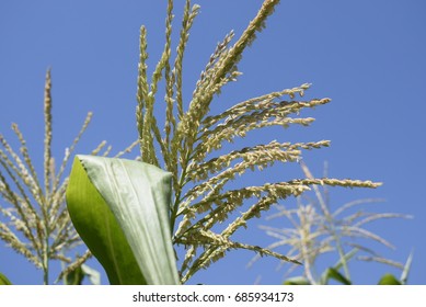 Ears of corn field in a focus