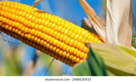 ears of corn and green leaves on a field background close-up. farm, A selective focus picture of corn cob in organic corn field. concept of good harvest, agricultural, yellow corn kernels