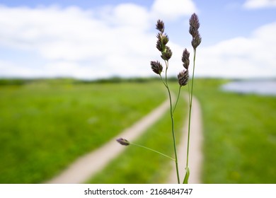 Ears of corn on a blurry landscape background on the field. A herbaceous plant similar to an ear, a cereal plant.