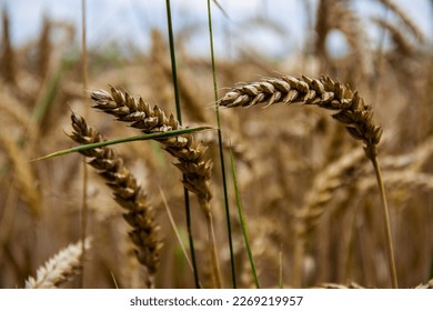 Ears of corn in poly close up.