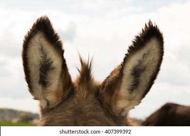 The Ears Of Donkey
