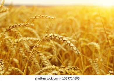 Ears of golden wheat close up. Beautiful nature sunset field background. Rural scenery of meadow under shining sunlight.  - Shutterstock ID 1389714695