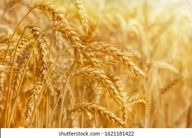 Ears of golden wheat on wheat field close up. Rural scenery of beautiful nature sunset. Background of ripening ears of wheat. Ripe cereal crop. Rich harvest concept. - Powered by Shutterstock