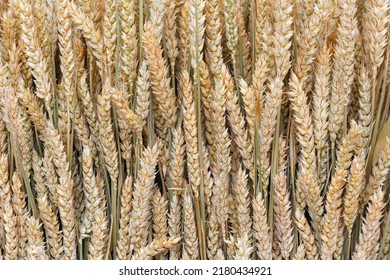 Ears Of Mature Wheat Gathered In A Sheaf, Close Up